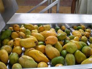 Mango Pulp Processing Line